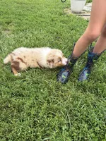 Red merle blue eyes boy, a male Australian Shepherd for sale in Carthage, IL – 2 of 6