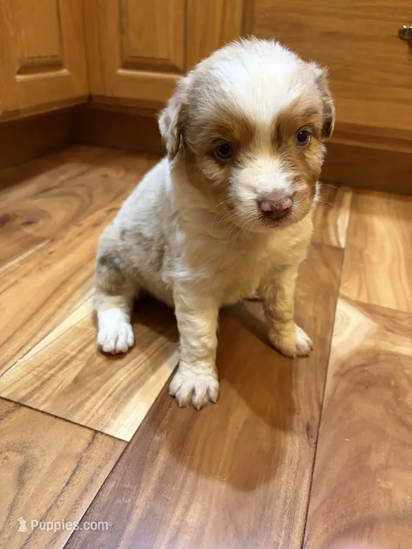 AKC Roxy blue eyes girl – Australian Shepherd puppy for sale in Carthage, IL