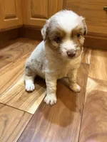 AKC Roxy blue eyes girl, a female Australian Shepherd for sale in Carthage, IL – 1 of 5