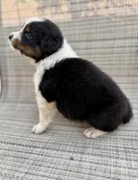 AKC Bingo Boy, a male Australian Shepherd for sale in Carthage, IL – 4 of 10