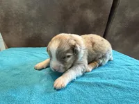AKC Rusty blue eyes Boy, a male Australian Shepherd for sale in Carthage, IL – 3 of 5
