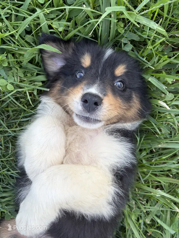 Buddy – Australian Shepherd puppy for sale in Carthage, IL