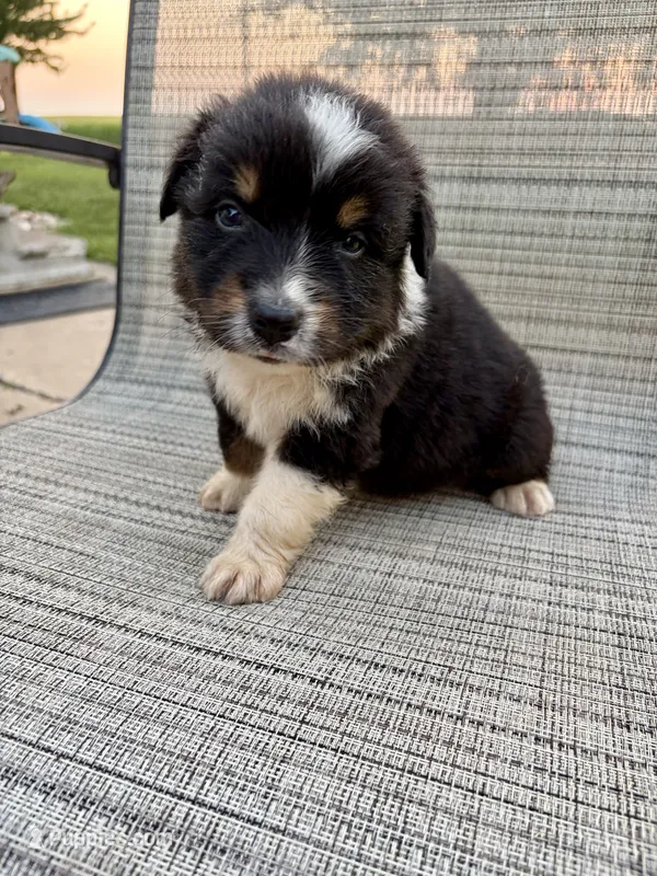 AKC Buster Boy – Australian Shepherd puppy for sale in Carthage, IL