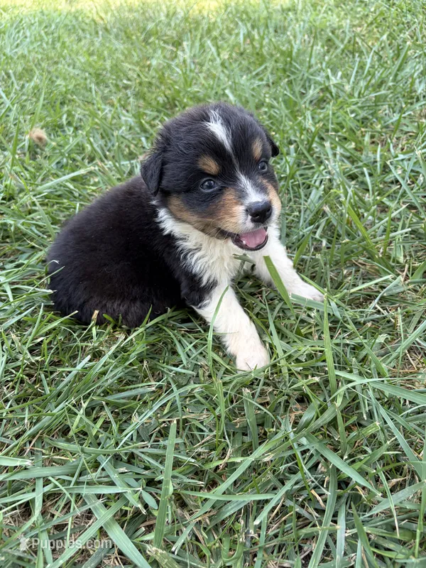 AKC Banjo Boy – Australian Shepherd puppy for sale in Carthage, IL