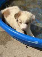 Red merle blue eyes boy, a male Australian Shepherd for sale in Carthage, IL – 3 of 6