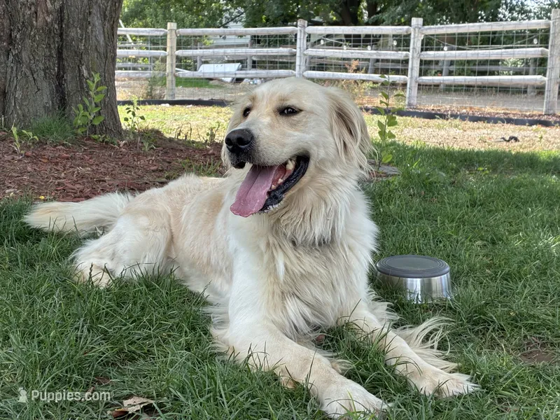 Ivory – English Cream Golden Retriever puppy for sale in Wilder, ID