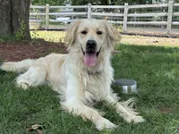 Ivory, a female English Cream Golden Retriever for sale in Wilder, ID – 3 of 3
