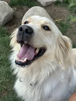 Ivory, a female English Cream Golden Retriever for sale in Wilder, ID – 2 of 3