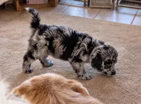 Eloise , a female Pomsky and Poodle - Standard  for sale in Chana, IL – 2 of 2