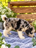 O’dessa, a female Pomsky and Poodle - Standard  for sale in Chana, IL – 2 of 2