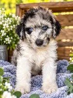 O’dessa, a female Pomsky and Poodle - Standard  for sale in Chana, IL – 1 of 2