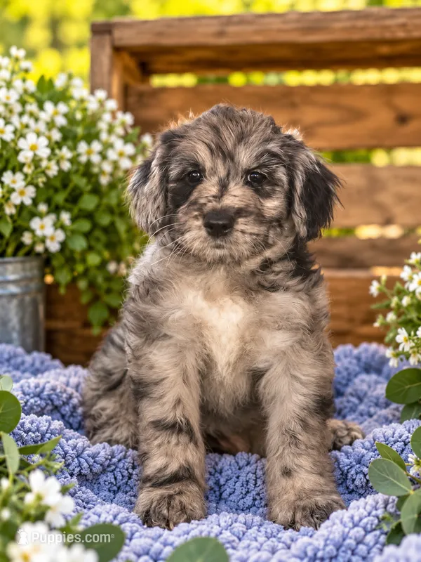 Eloise  – Pomsky, Poodle - Standard  puppy for sale in Chana, IL
