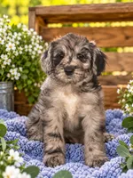 Eloise , a female Pomsky and Poodle - Standard  for sale in Chana, IL – 1 of 2