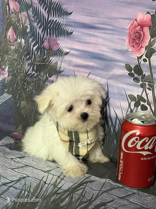 Feisty – Maltese puppy for sale in Pineville, LA