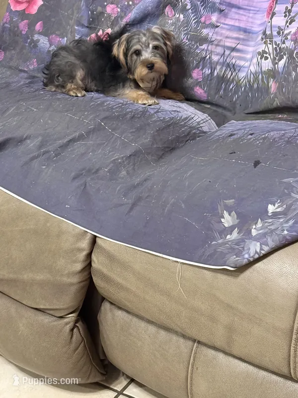 Phil – Yorkshire Terrier puppy for sale in Pineville, LA