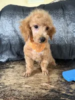 Fred, a male Poodle - Toy  for sale in Pineville, LA – 1 of 2
