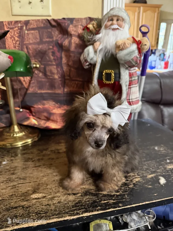 Faith – Poodle - Toy  puppy for sale in Pineville, LA