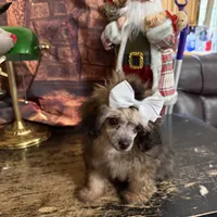 Faith, a female Poodle - Toy  for sale in Pineville, LA – 1 of 1