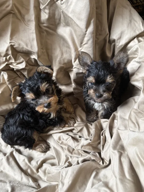 Happy & Lucky – Yorkshire Terrier puppy for sale in Pineville, LA
