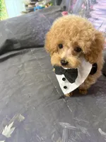 Lucky, a male Poodle - Toy  for sale in Pineville, LA – 1 of 1
