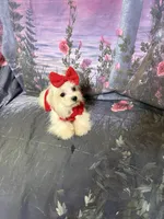 Alana, a female Maltese for sale in Pineville, LA – 1 of 4