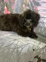 Midnight, a male Poodle - Toy  for sale in Pineville, LA – 1 of 1