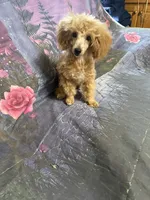 Sue, a female Poodle - Toy  for sale in Pineville, LA – 2 of 3