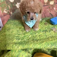 Kasen, a male Poodle - Toy  for sale in Pineville, LA – 3 of 3