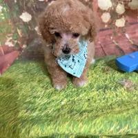 Kasen, a male Poodle - Toy  for sale in Pineville, LA – 2 of 3