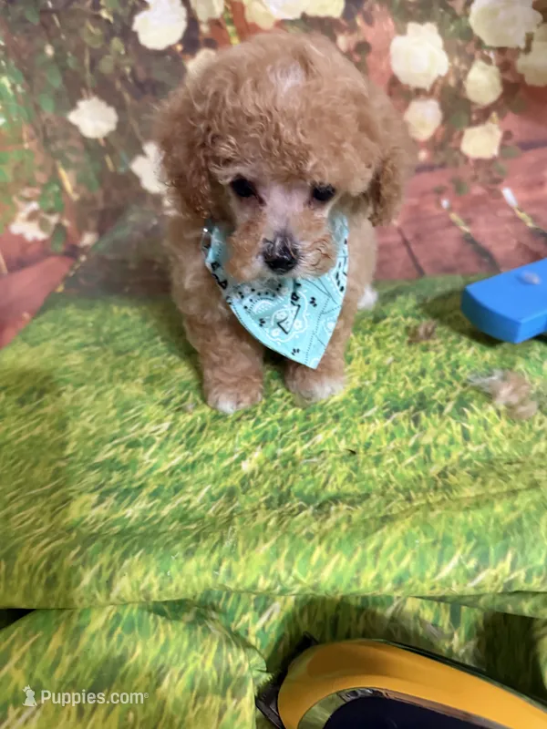 Kasen – Poodle - Toy  puppy for sale in Pineville, LA