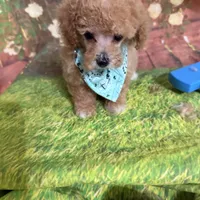 Kasen, a male Poodle - Toy  for sale in Pineville, LA – 1 of 3