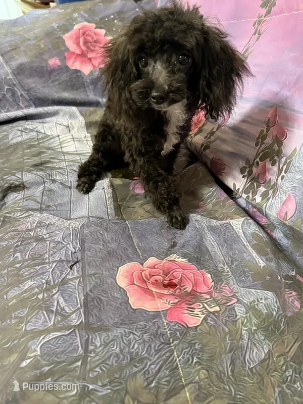 Jack – Yorkipoo puppy for sale in Pineville, LA
