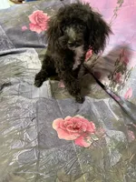 Jack, a male Yorkipoo for sale in Pineville, LA – 1 of 1