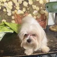Rebel, a male Maltese for sale in Pineville, LA – 3 of 3