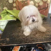 Rebel, a male Maltese for sale in Pineville, LA – 2 of 3
