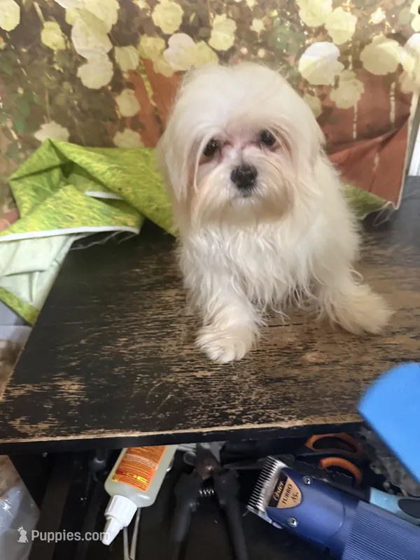 Rebel – Maltese puppy for sale in Pineville, LA