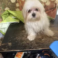 Rebel, a male Maltese for sale in Pineville, LA – 1 of 3