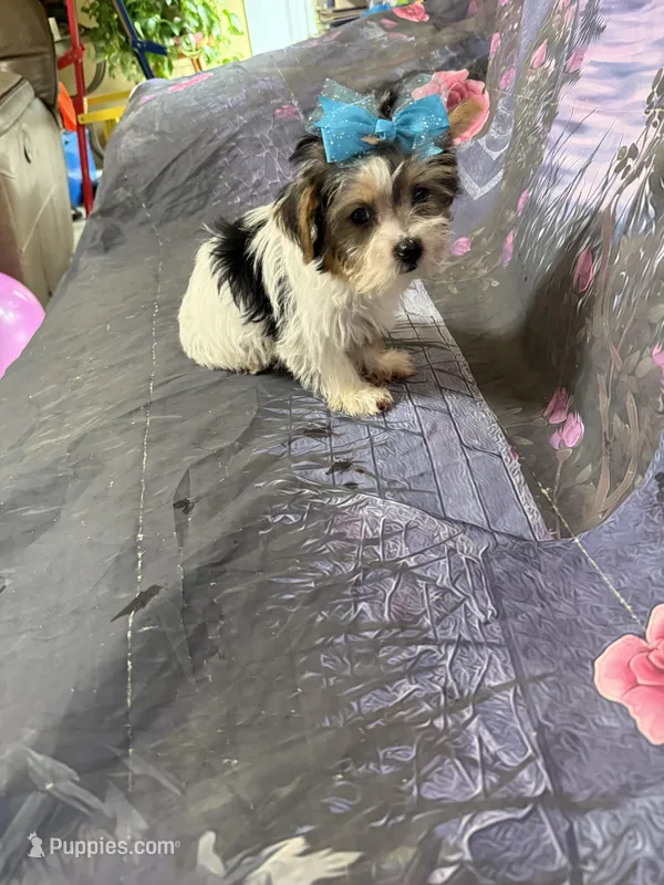 Lucy – Yorkshire Terrier puppy for sale in Pineville, LA