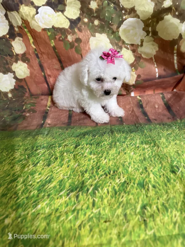 Taylor – Poodle - Toy  puppy for sale in Pineville, LA