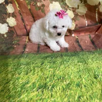 Taylor, a male Poodle - Toy  for sale in Pineville, LA – 1 of 3