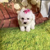 Taylor, a male Poodle - Toy  for sale in Pineville, LA – 2 of 3