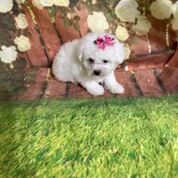 Taylor, a male Poodle - Toy  for sale in Pineville, LA – 3 of 3