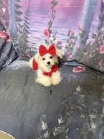 Alana, a female Maltese for sale in Pineville, LA – 3 of 4