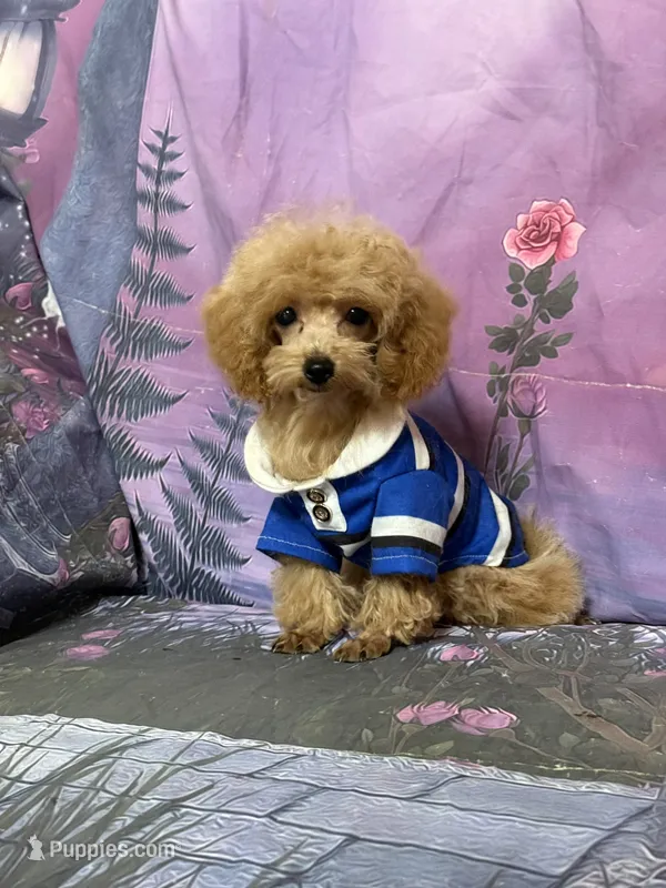Tiny Tim – Poodle - Toy  puppy for sale in Pineville, LA