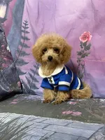 Tiny Tim, a male Poodle - Toy  for sale in Pineville, LA – 1 of 1