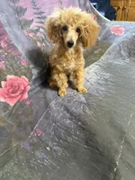 Sue, a female Poodle - Toy  for sale in Pineville, LA – 3 of 3