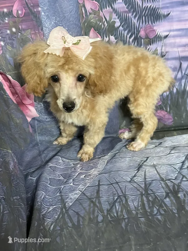 Sue – Poodle - Toy  puppy for sale in Pineville, LA