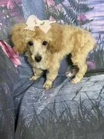 Sue, a female Poodle - Toy  for sale in Pineville, LA – 1 of 1