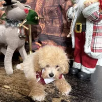 Teddy bear, a male Poodle - Toy  for sale in Pineville, LA – 2 of 2