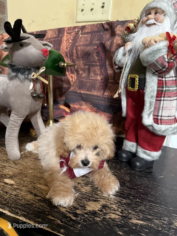 Teddy bear – Poodle - Toy  puppy for sale in Pineville, LA